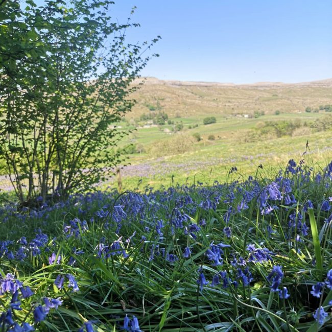 Bluebells